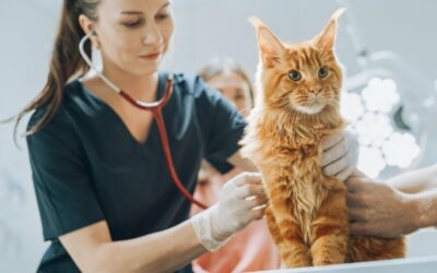 Com’è andato il test di Veterinaria 2024?