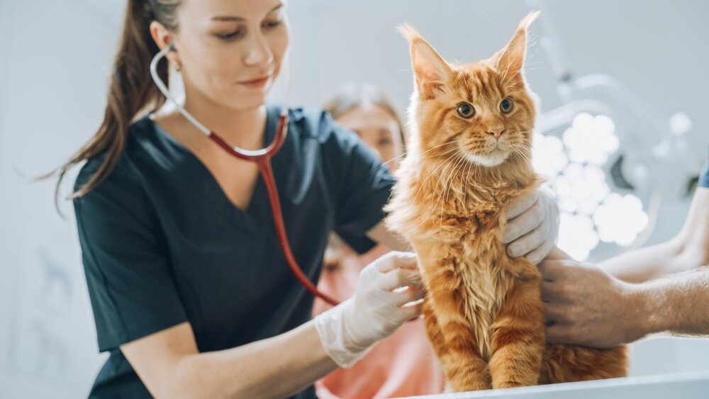 Com’è andato il test di Veterinaria 2024?