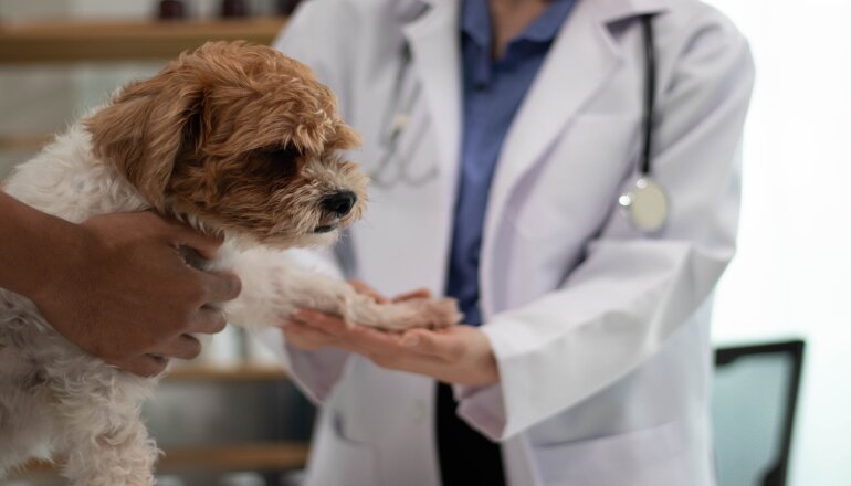 Veterinaria, gli esami del primo anno della facoltà